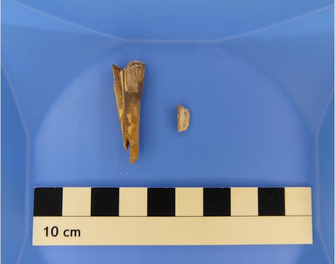 4,000-year-old sheep tooth