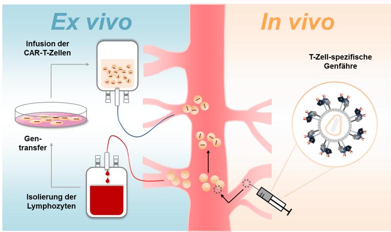 In vitro и in vivo