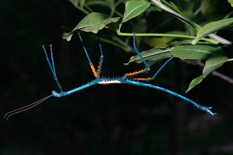 brightly coloured Giant Stick Insects on a tree branch