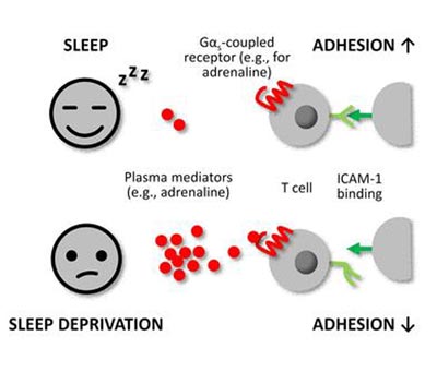 How sleep strengthens the immune system – Innovations Report